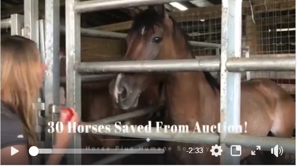 horse rescue