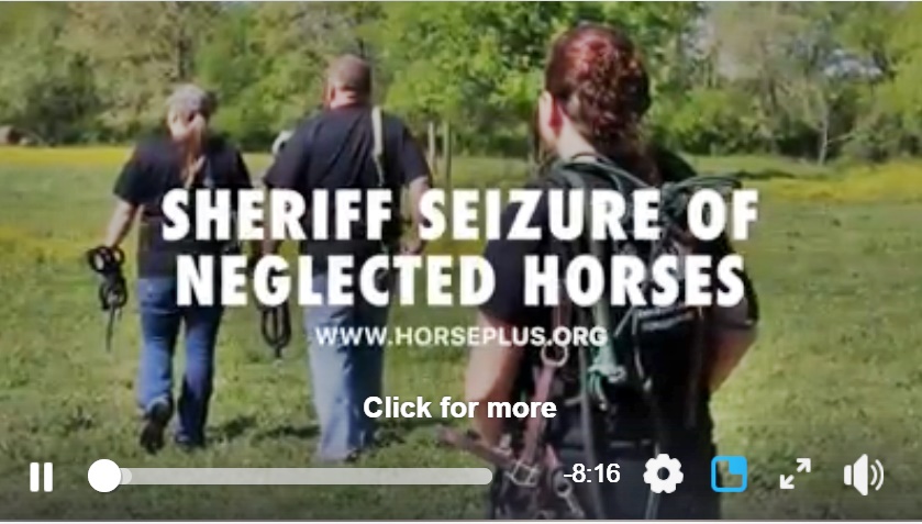 horse rescue