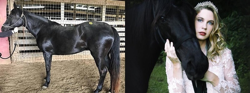horse adoption