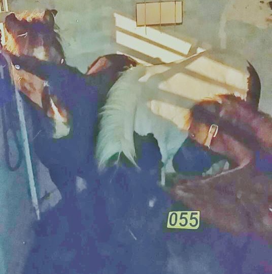 horse rescue
