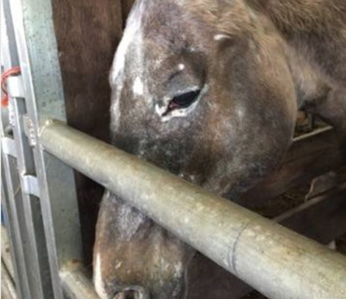 horse auction