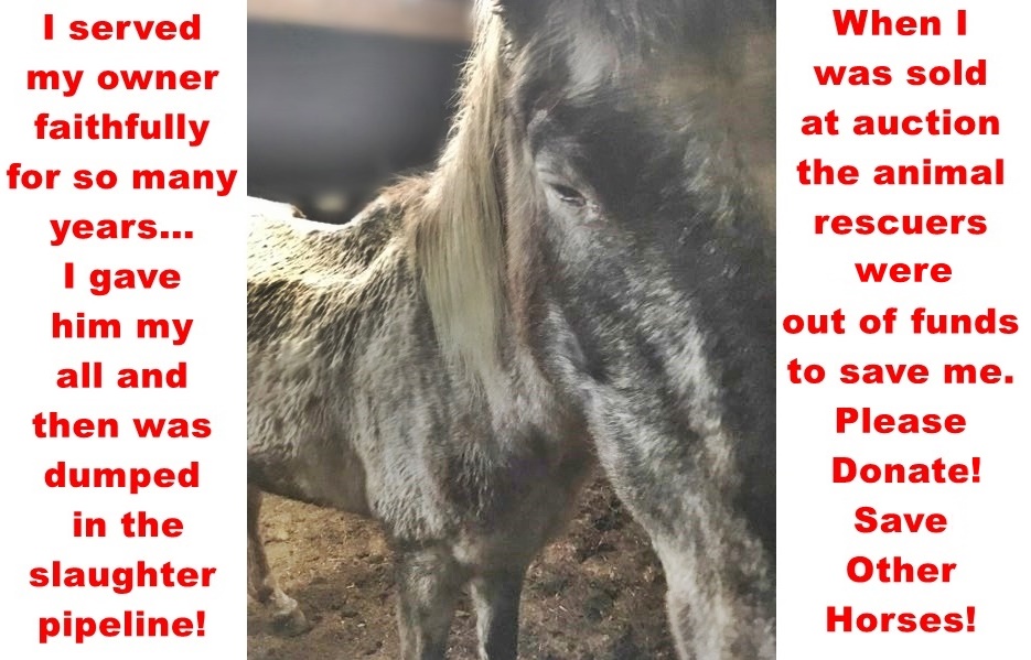 horse auction