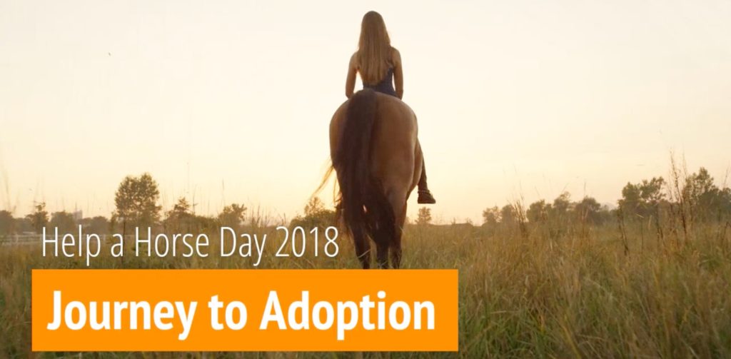 horse adoption