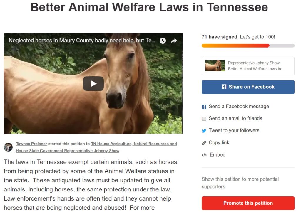 horse welfare