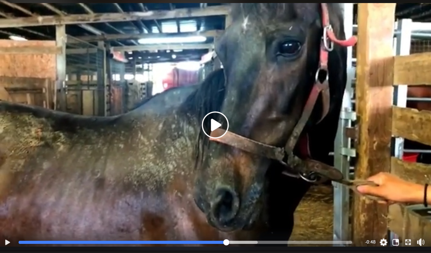 horse rescue