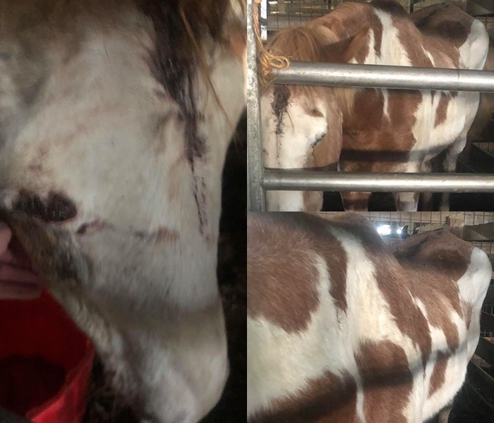horse rescue