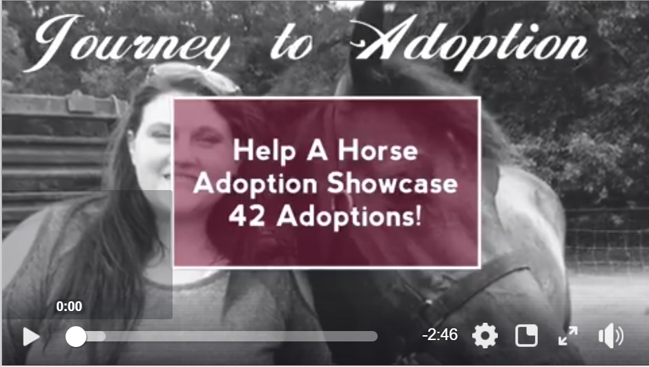 horse adoption