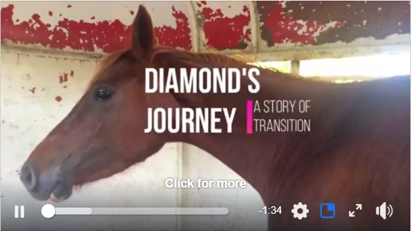 horse rescue