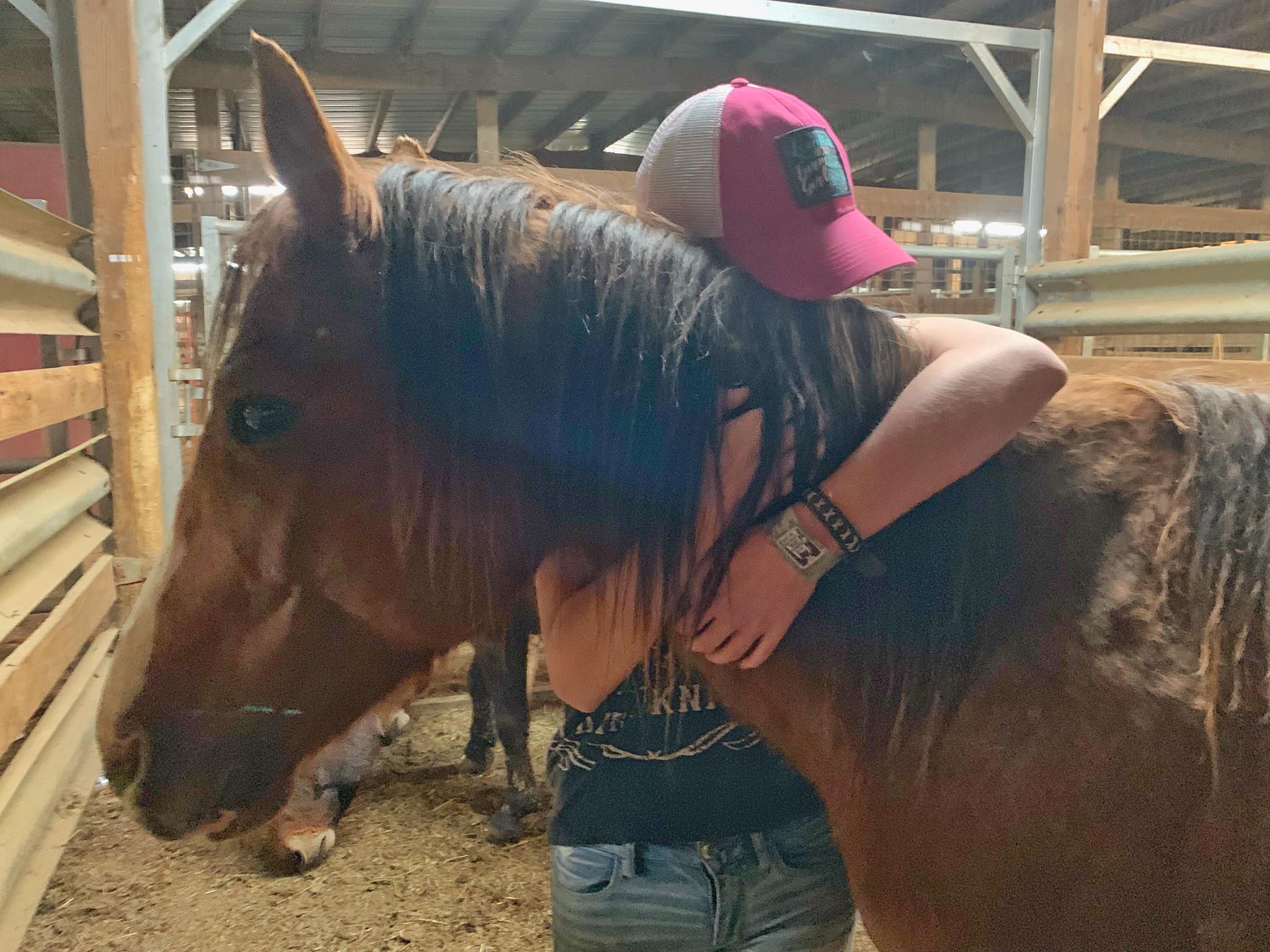 horse rescue