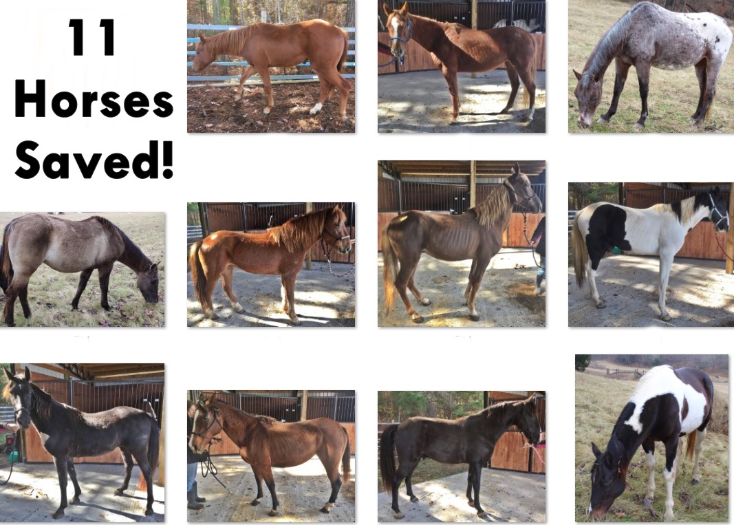 horse shelter