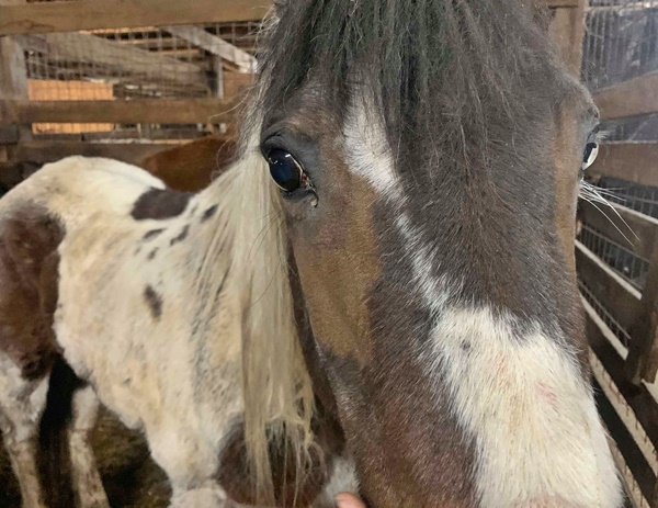 horse rescue