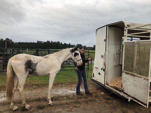 horse adoption