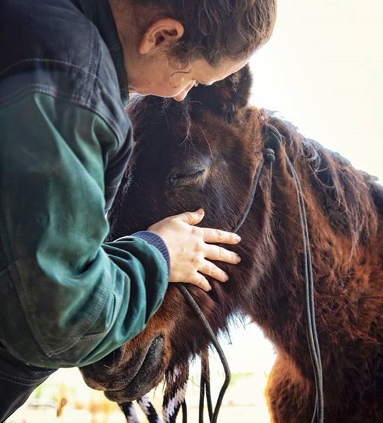 horse mercy