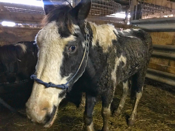 horse auction