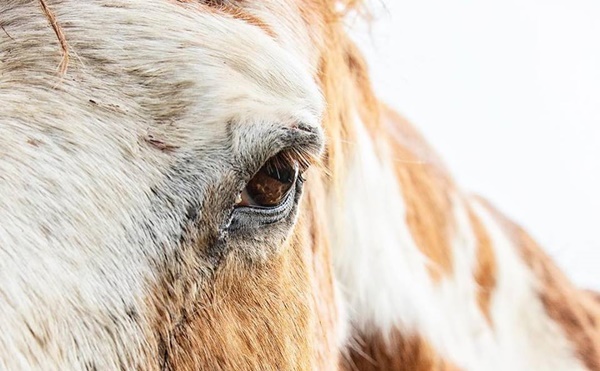 horse donations