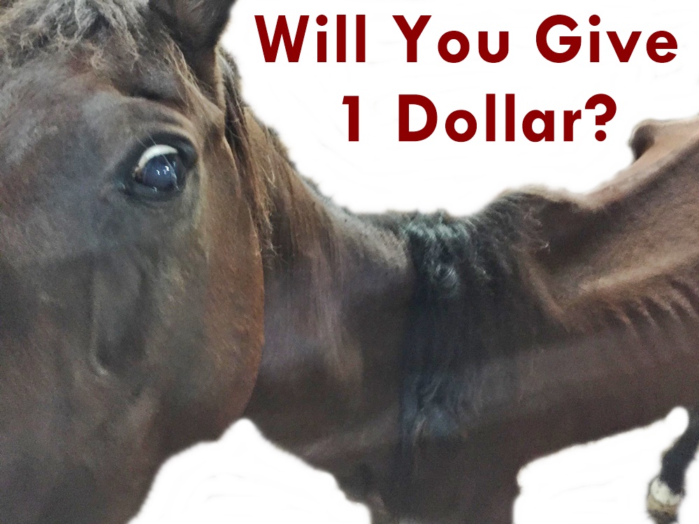 horse donation