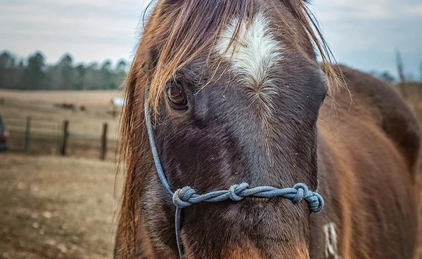 horse update