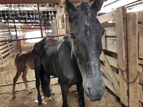 horse rescue