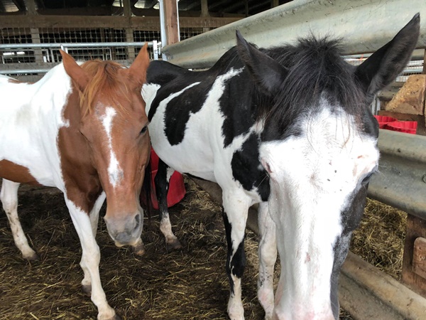horse auction