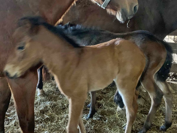 horse rescue