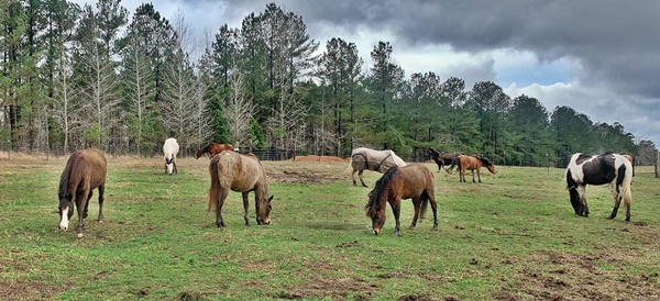horse rescue