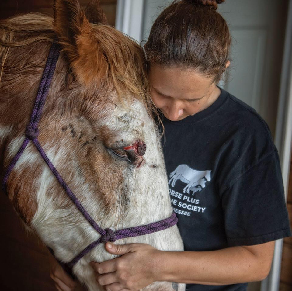 horse rescue