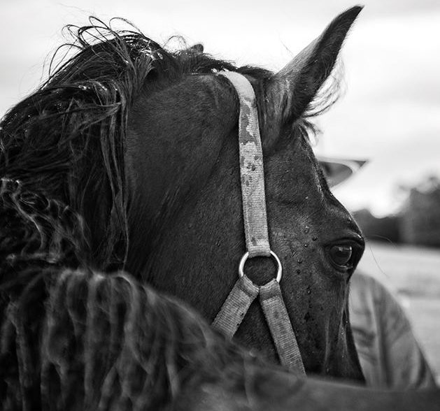 horse shelter