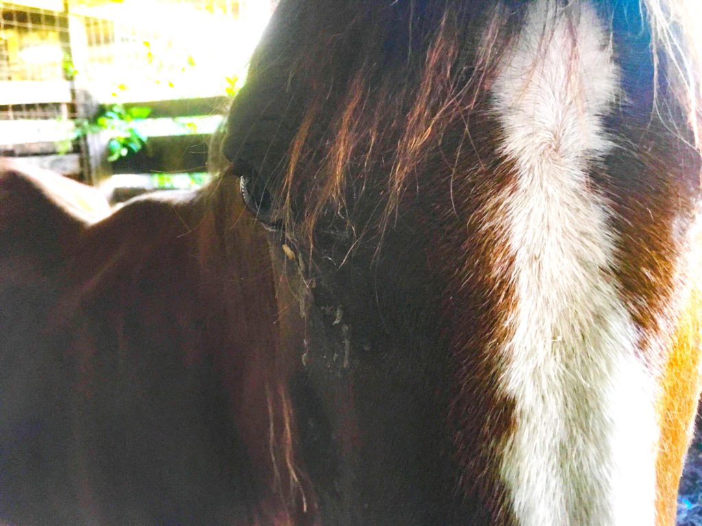 horse auction