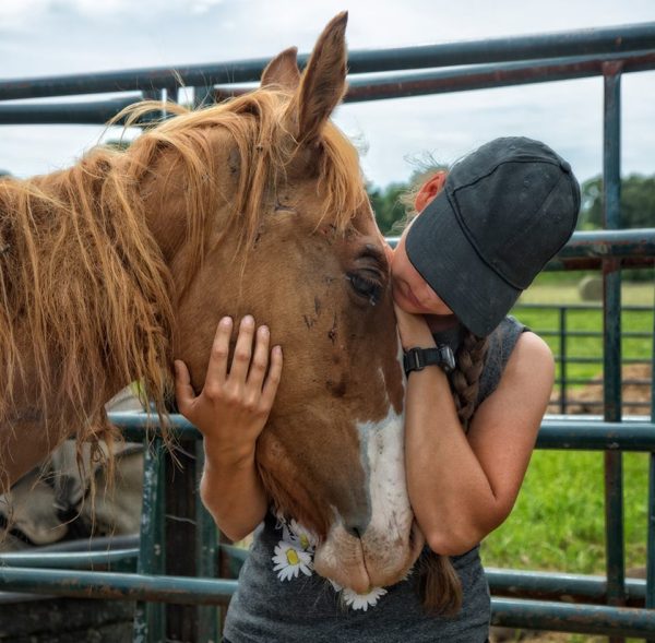 horse auction