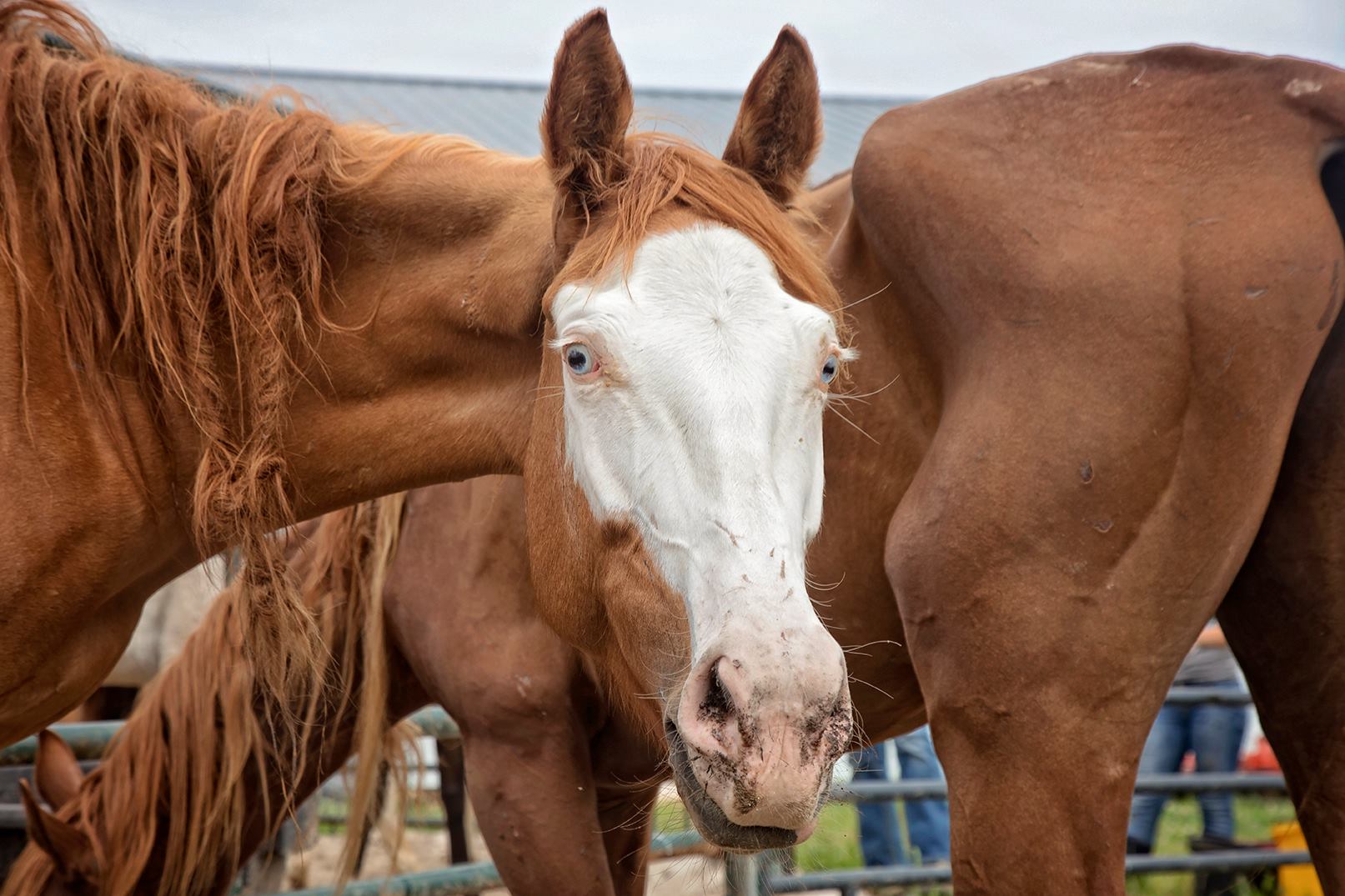 horse auction