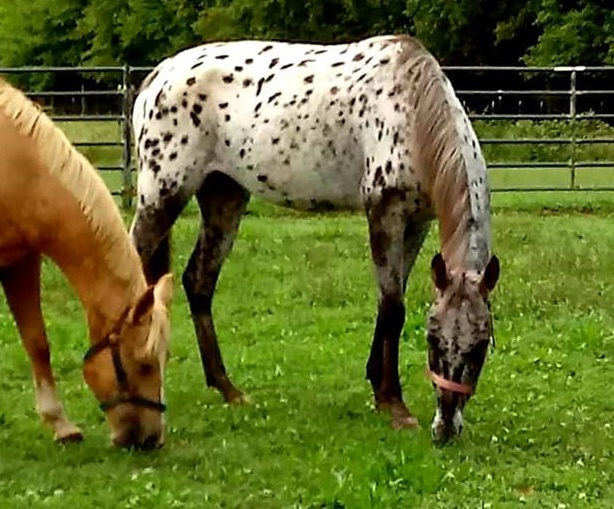 horse rescue