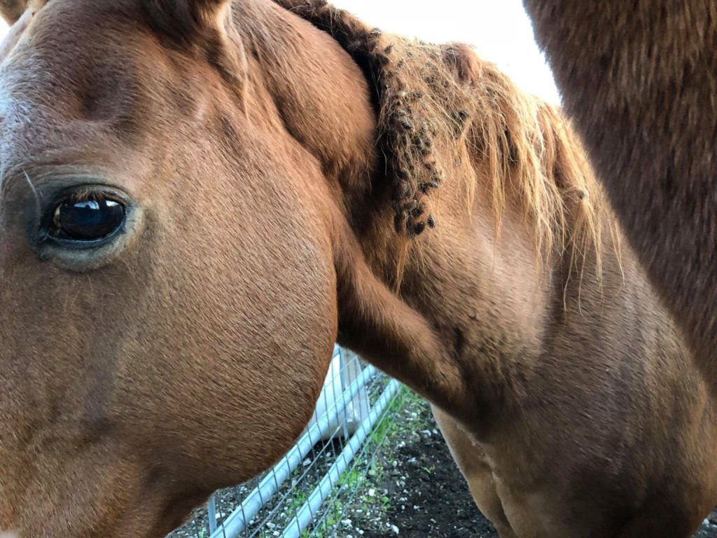 horse rescue