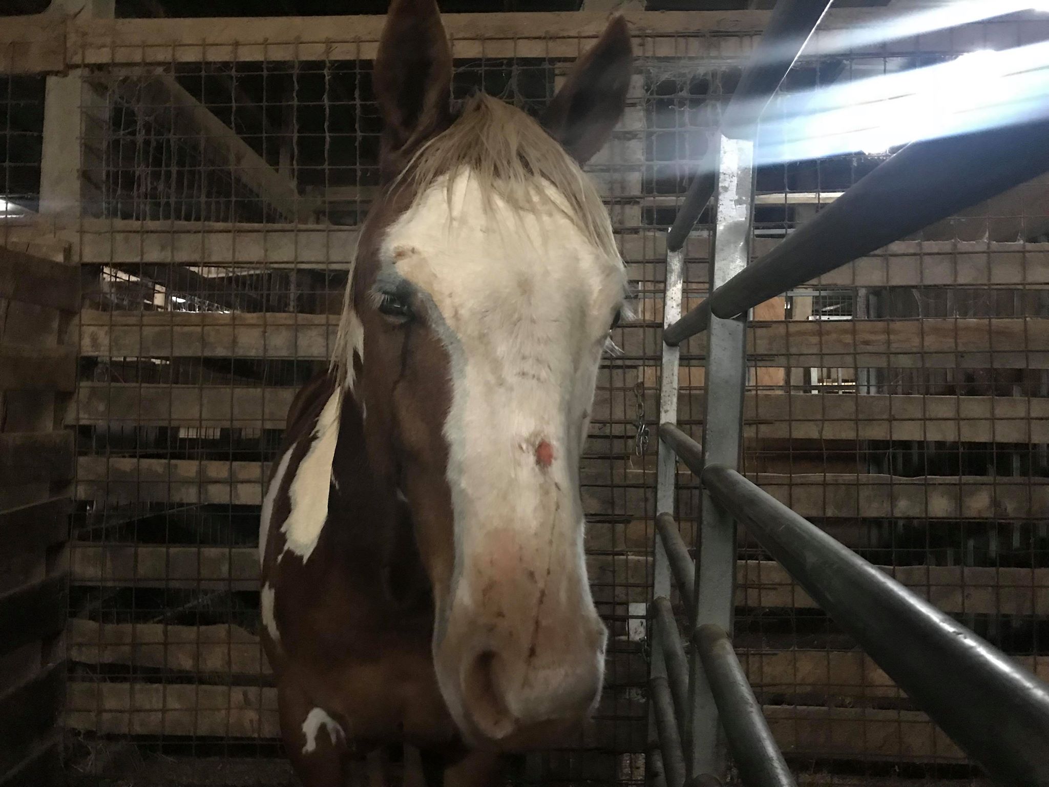 horse rescue