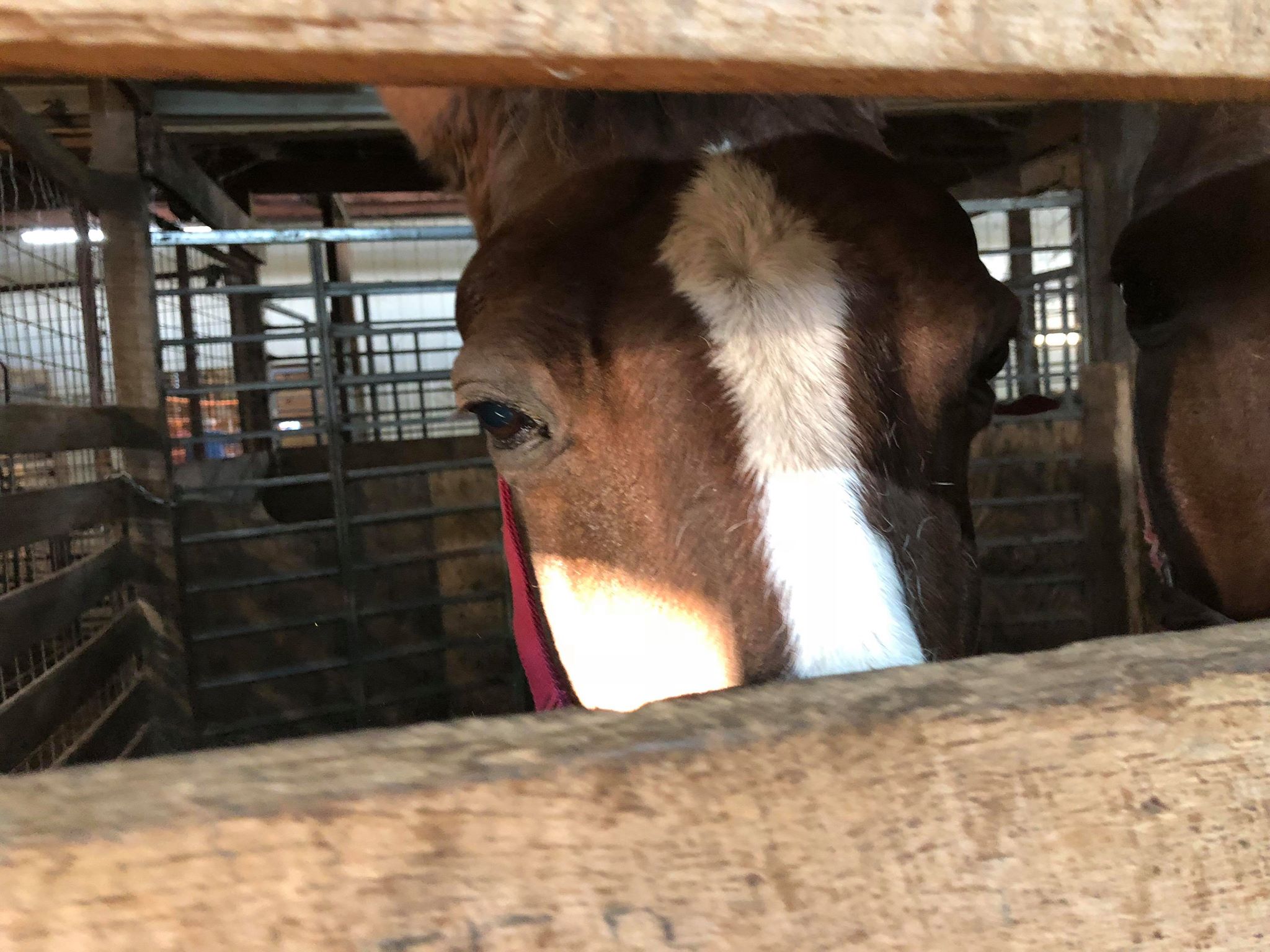 horse auction