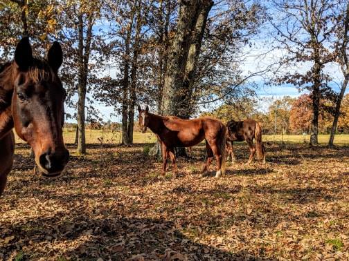 horse rescue