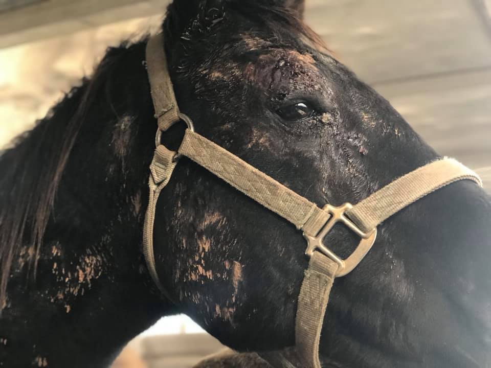 Tennessee horses