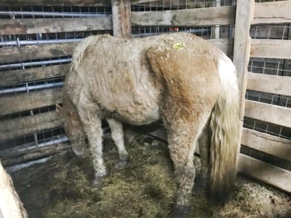 horse rescue