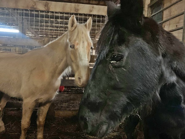 Horse help