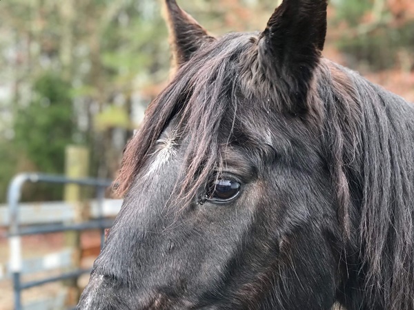 horse rescue