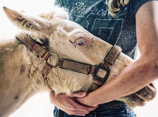 horse rescue