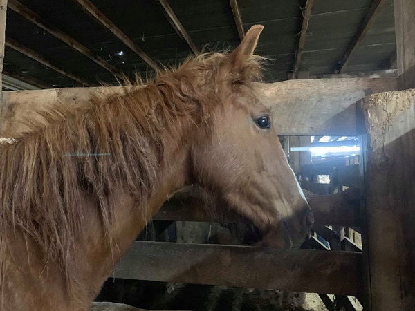 horse auction