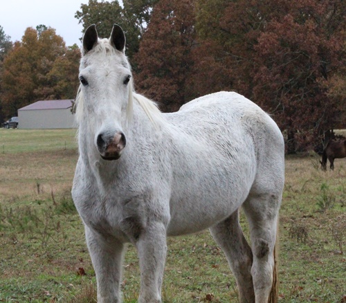 horse shelter
