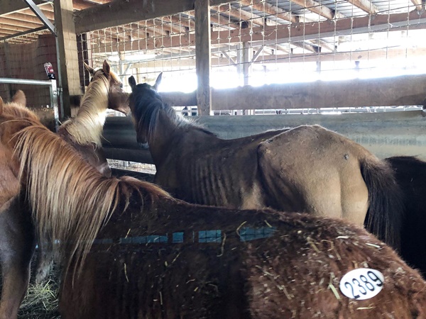 horse auction