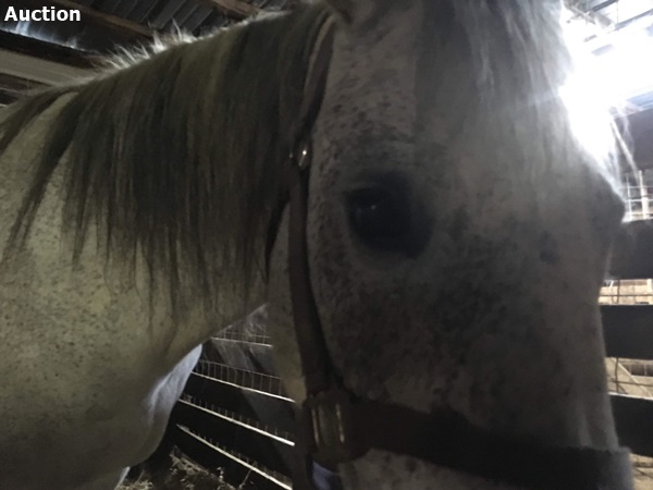 horse rescue