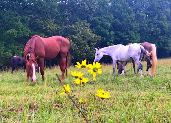 horse rescue