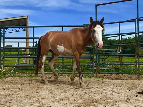 horse shelter