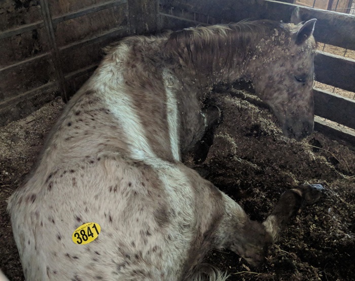 horse auction