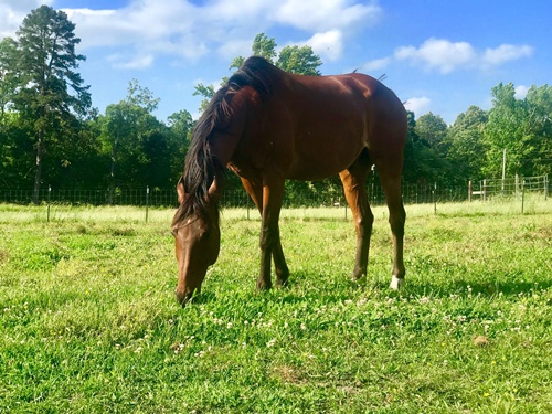 horse story
