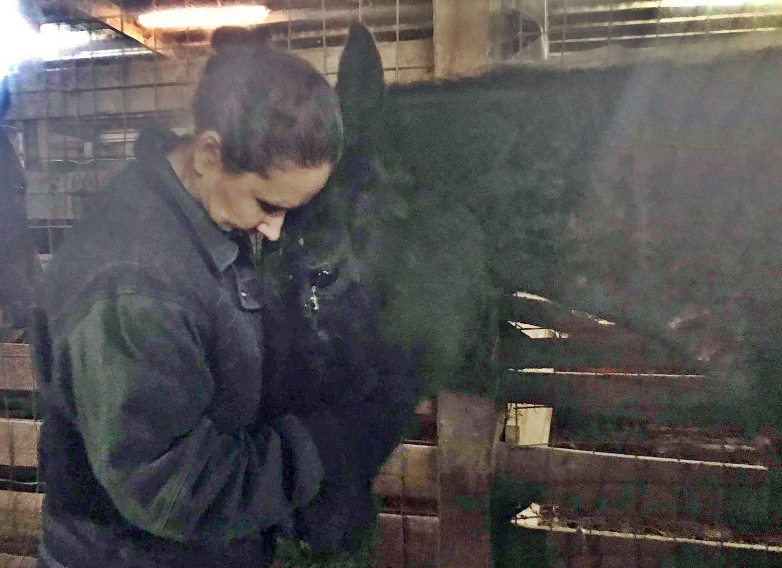 horse rescue