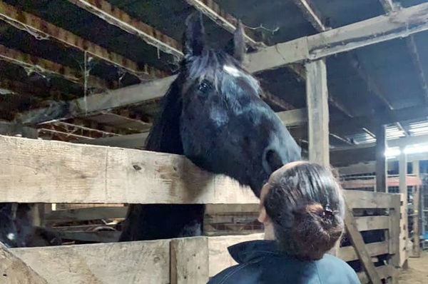 horse rescue